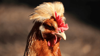 Sulmtaler - Die Hühnerrasse im Portrait