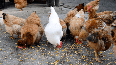 Hühnerfutter selber machen: Auf diese Futterrezepte fahren deine Hühner ab