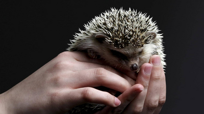 Igel wird in 2 Händen gehalten