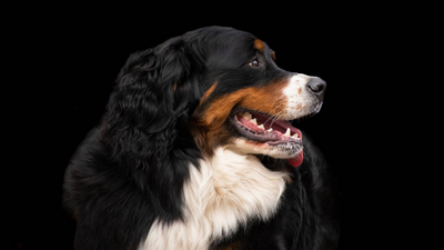 Berner Sennenhunds als Familienhund