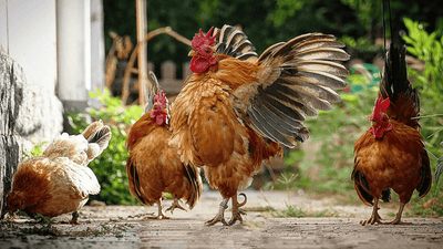 Zwerghahn streckt seine kleinen Flügel aus