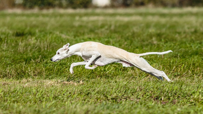 Warum sind Superfoods für Hunde wichtig?