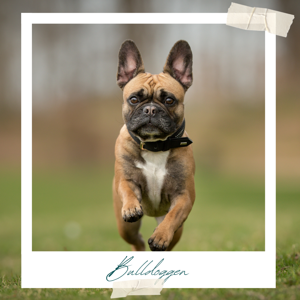 Bulldogge