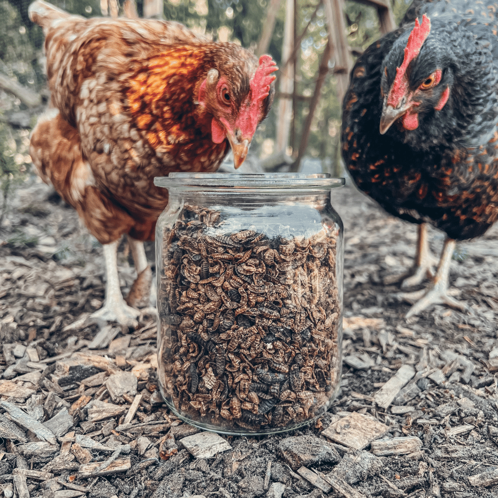 Hühner fressen getrocknete Insekten im Glas