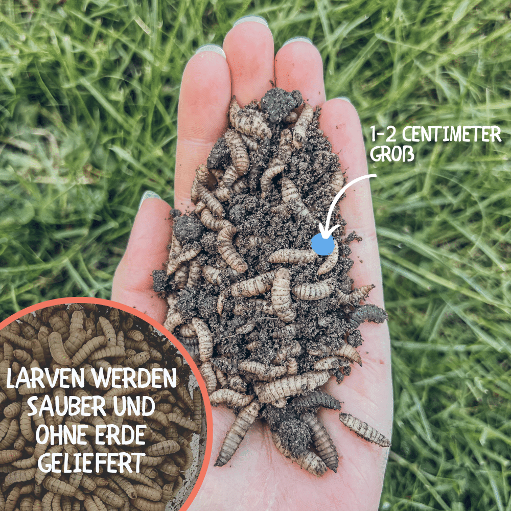 Größenverhältnis lebende Larven