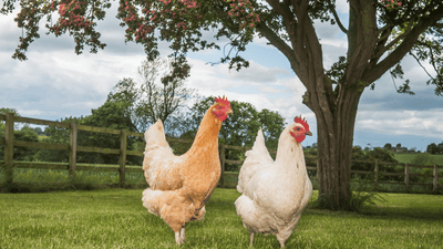Hühnerhaltung im privaten Garten - Das solltest du wissen