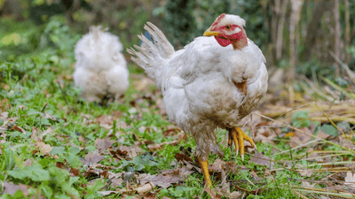 Hühner in der Mauser - Der alljährliche Federwechsel steht an