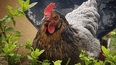 Königsberger Huhn - Hohe Legeleistung und einfach zu halten