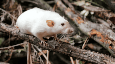 Wie schütze ich meine Hühner vor Ratten?