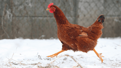 Hühnerhaltung im Winter - So bereitest du deine Hühner auf die kalte Jahreszeit vor