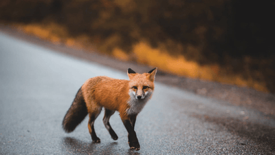 Wie schütze ich meine Hühner vor dem Fuchs?