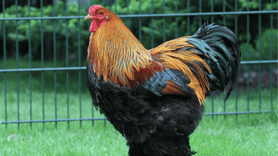 Brahmas - Die riesen Hühnerrasse im Portrait