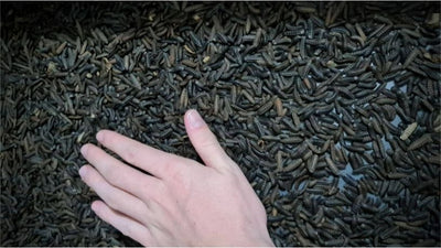 Schwarze Soldatenfliegenlarve: Das Superfood unter den Futterinsekten!