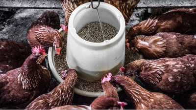 Hühner füttern: Wie man seine Hühner gesund & glücklich ernährt