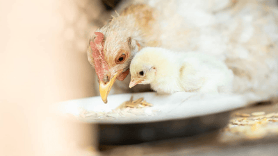Was dürfen Hühner fressen - und was lieber nicht?