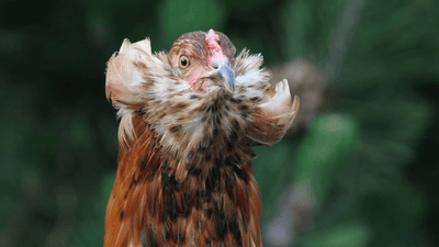 Araucana Hühner - Die Grünleger unter den Hühnern
