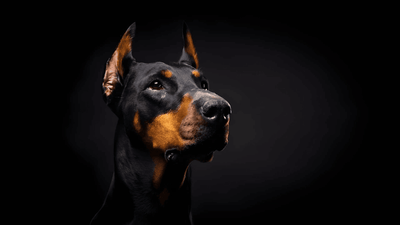 Der Dobermann - Ein wachsamer Familienhund im Portrait