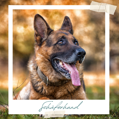 Schäferhund