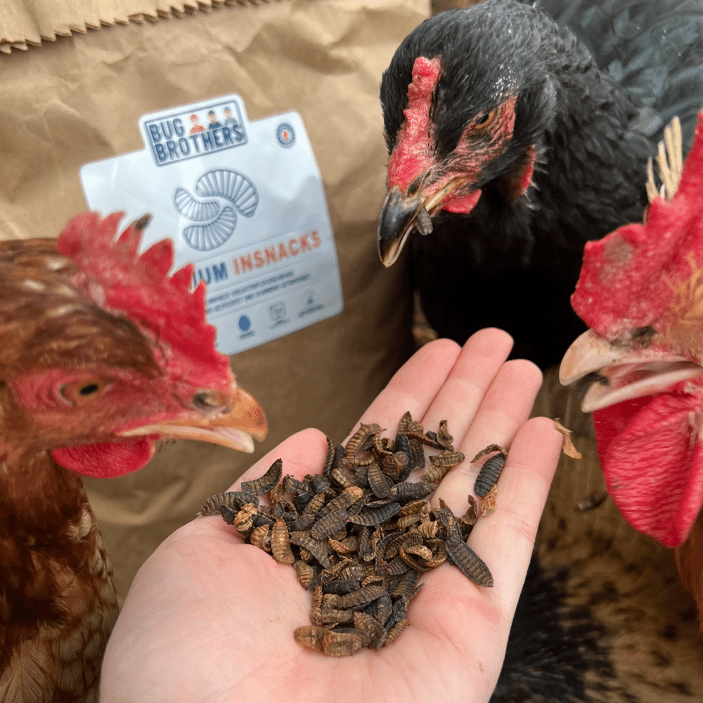 Hühner fressen getrocknete Insekten