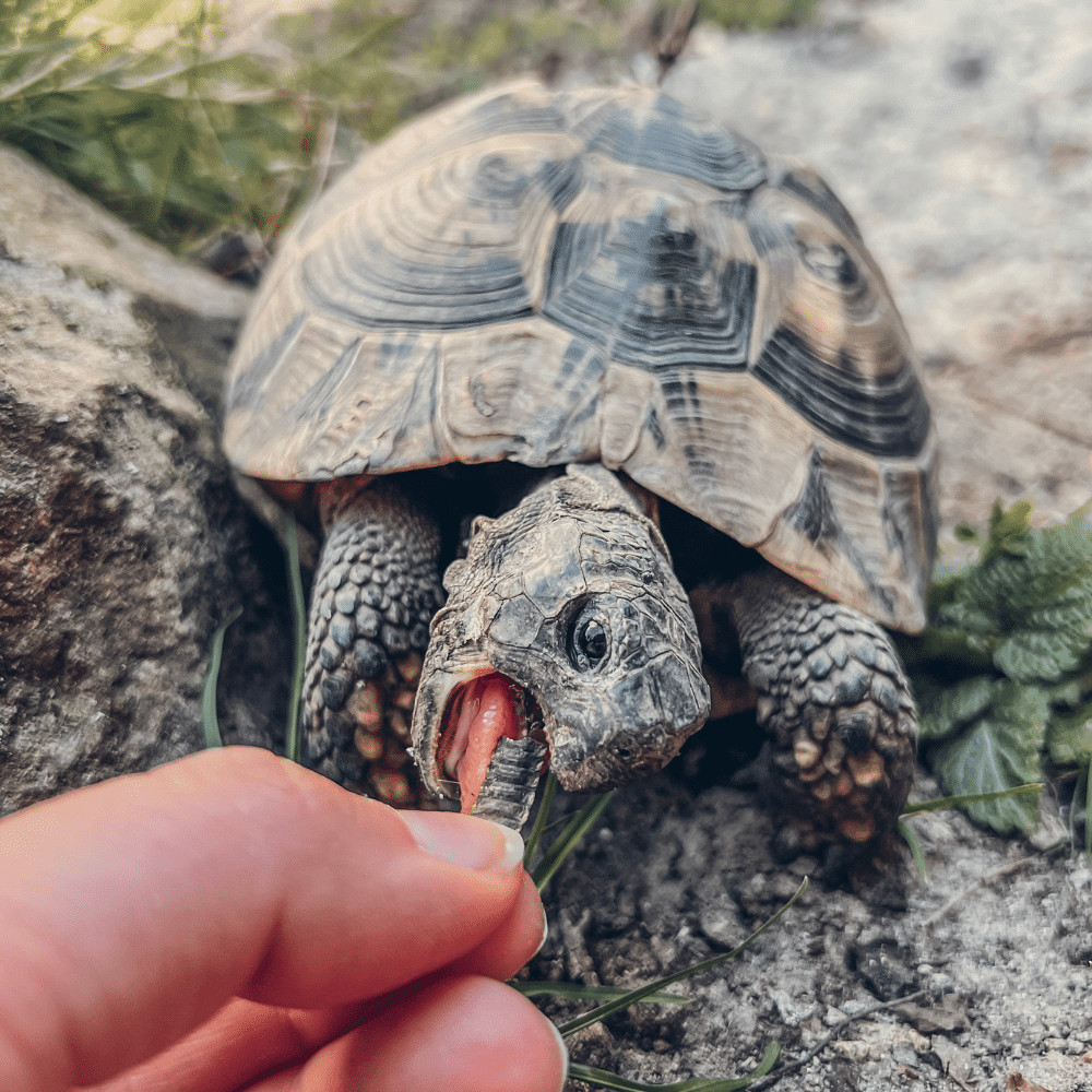 Schildkröte frisst getrocknete Larve